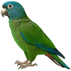 Blue-headed Macaw